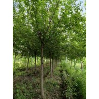 糖槭8-12公分 景区园林造景绿化工程苗 市政环境改造配植 东北苗木基地 电议价格 瑞鑫苗圃