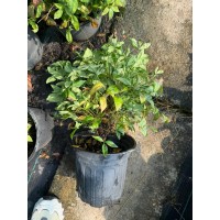 火焰南天竹2加仑盆苗，自家基地一手货源 露天栽培 绿化隔离带用苗 电议价格 常州刚衡种业