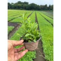 美丽月见草120#杯苗，自家基地一手货源 耐寒耐旱南北种植园林地被工程苗 电议价格 刚衡种业