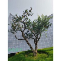 古桩石榴树出售 独干丛生古桩石榴树 2到4米高 景观绿化工程果树 电议价格 河北货源
