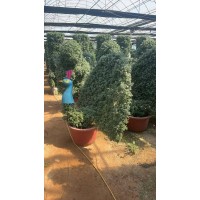 菊花盆景造型 大棚菊花基地 造型菊 九月菊育苗 工地绿化植栽 花镜 青州市嘉业花卉苗木 电议价格 现货