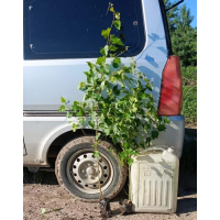 二年生白桦杯苗 播种小苗 根系发达 落叶工程大乔木 装饰树 电议 东北苗木基地 亚旺苗圃