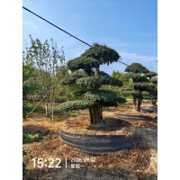 对接白蜡现货 园林景观树种观赏性强 树体抗旱 耐观赏 电议价格 济宁阳光园林 庭院绿化高档树