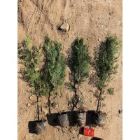 侧柏杯苗 荒山绿化苗木景区园林公园行道绿化工程 东北苗木 侧柏小苗大量供应 电议价格 福义苗木