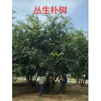 丛生朴树 落叶乔木 树皮平滑呈灰色 景观性强 双杆/三杆/多杆多种规格 电议价格 赵二刚家庭农场
