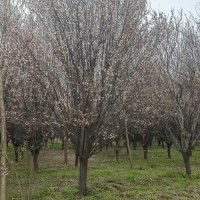 紫叶李 红叶李 8-22公分2-3年冠以上都有现货大量 菏泽苗木基地 电议价格 森丰苗木基地