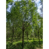 截杆5年冒，12-20公分白蜡 白蜡风景树 工程园林观赏树 户外行道树 电议价格 明豪园林苗木