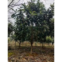 枇杷树6～20公分 精品枇杷树 适宜温暖湿润的气候 栽培管理容易 全国可栽培 电议 祥诚绿化苗木