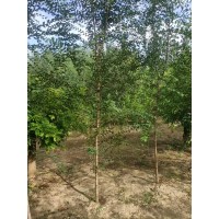 3-4公分发帽榆树 基地出售榆树 城市美化行道庭荫树 水土保持工厂绿化树种 电议价格 豪风苗木