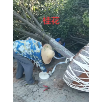 桂花树 大规格 精品 行道树 带土球发货 运动场周边区域 体育场地外围遮阴绿植 电议价格 赵二刚家庭农场