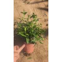 紫菀 颜色鲜艳 地面覆盖率高 园区景区大面积造景用 自己家双色盆紫菀 电议价格大量 艳梅花卉