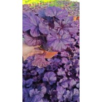 矾根穴盘苗出售 植株健壮 易栽植 广场花坛摆放 易栽培种植 鞍山花卉基地 莉娜宿根花卉园