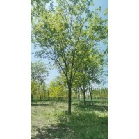丛生朴树高度7-10米，单杆朴树18-30公分，大量出售 济宁货源电议价格 大江园林绿化