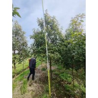 浙江楠 退林一浙江楠4-7公分 数量大 园林景观绿化树 规格齐全庭荫树 电议价格 奥达绿化