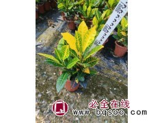 变叶木别名洒金榕 基地出售变叶木 庭院公园观叶植物盆栽 园林绿化工程苗木 花坛花镜点缀图1