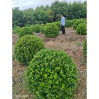 海桐球基地实拍 庭院园林观赏性种植 别墅绿化造型球栽植 多规格 电议价格现货 宗杰绿化苗木