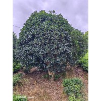 工程绿化行道树风景 四季金桂桂花树 成活率高 枝条挺拔 自有苗圃 电议价格 南京宗杰绿化苗木