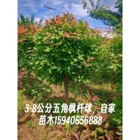 3-8公分五角枫杆球 五角枫地球 悬空球 土球装车景观绿化枫树球 抗旱抗寒 电议价格 绿丰园艺