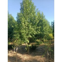 5-8公分龙柱碧桃 照手桃 观赏风景树 景区园林栽种景观树 基地现挖规格全 电议价格