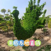 黄杨球 黄杨柱 造型黄杨定制 偃师黄杨基地 常绿绿篱球造型 庭院绿化造型 电议价格 吉喜波苗圃