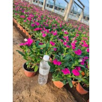 长春花实拍 庭院别墅种植观赏花卉花镜切花材料 艳梅花卉 青州草花基地 花海花境材料 电议价格