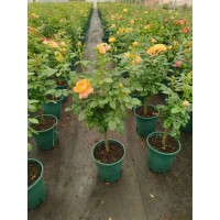 高杆月季多色 树桩欧月棒棒糖 适应性强 根系发达 规格齐全 现挖现发 电议价格 昆明巧德园林