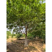 朴树 齐晖苗木精品大规格朴树20-40公分出售中 防风固堤 栽植于草坪 旷地或街道两旁