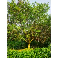 沙田柚 嫁接苗成活率高 带土球发货 5-7米沙田柚 基地种植直发 电议价格 裕林园艺