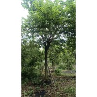 大量15-18分宫粉紫荆 树形优美植株健壮冠幅饱满庭院园林景区栽植绿化 电议价格 裕林园艺