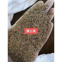 蒲公英种子销售 出售蒲公英种子 道路小区种植观赏苗 园林景区花海造景工程苗 电议价格 风林种业