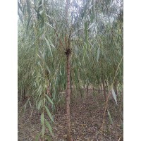 5-10公分发冒金丝垂柳 庭院观赏植物 耐湿寒高温 垂柳小苗 垂柳种苗 电议价格 济南德峰苗木