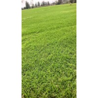 黑麦草小苗 混播黑麦草 基地草皮 天然真草坪种植 庭院公园绿化草坪 耐践踏性强 电议价格 卉泽园林