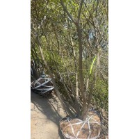 丛生朴树 四季常青 工程行道树绿化景观树种植 观赏价值较高 庭院公园行道树用苗 电议价格 源通银杏
