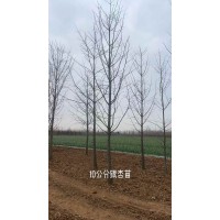 10到12公分银杏树 园林湿地绿化工程 银杏树行道树 园林绿化庭院观赏 电议价格 郯城源通银杏