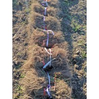 紫穗槐小树苗 落叶灌木 耐旱耐寒耐淹 适应性强 高速护坡植被紫穗槐 荒漠绿化造林 电议 兆宏苗木