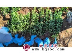 大叶黄杨 美丽乡村建设大叶黄杨地栽苗 适应较好 景观效果好 绿化工程苗木 电议大量 荣叶园林图1