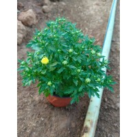 基地出售国庆菊 城市广场花坛种植观赏苗 园林景区花海打造工程苗 电议价格 好全花卉苗木