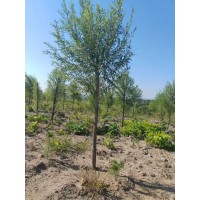5-8公分柳树清地处理 规格品种齐全 现挖现卖 根系发达 成活率高 东北柳树处理 显和园林