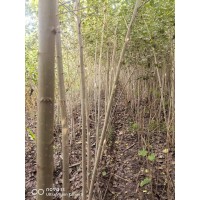 杨树苗1.5-2.5公分   小成黑14 杨树苗 杆通直 观赏行道防风绿化耐寒乔木 电议大量现货