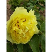 牡丹芍药200亩 菏泽牡丹 花园花海造景 地栽三年苗 牡丹苗 长势茂盛 常年培育 电议价格