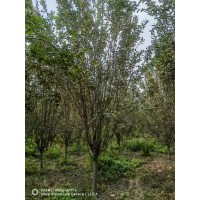 处理西府海棠8～13公分 行道树 冠幅饱满根系发达 常做行道树 公园大片栽植效果好 电议价格
