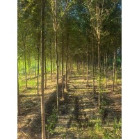 1-10公分榆树苗，大量供应 规格齐全景观造型树 荒山造林 防风固沙 行道树 电议价格大量 弘明苗木