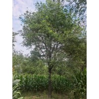 国槐基地，大量供应各种规格国槐 山东国槐基地 道路绿化园林造景苗木 电议价格 弘明苗木销售公司
