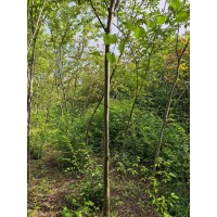 榉树4/5公分的长势旺盛树形 苗圃现挖 园林绿化风景树 适应性较强 全冠移植 电议价格 广阔园林