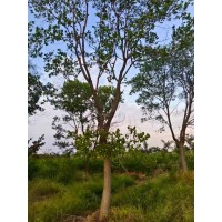 乌桕树7/20的长势旺盛树形 小区庭院公园造景绿化行道景区点缀 电议价格 广阔园林绿化