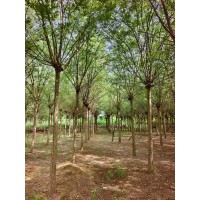 低价出售1000棵 8-10公分国槐 （适当半冠） 需要的老板联系 电议价格 深州迦航苗木