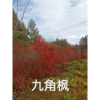九角枫 高1.5米-2.5米 斜飘临水造型枫树 紫花槭小苗盆栽 庭院点缀植物 东北苗木 电议 希平种苗