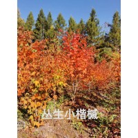 丛生小楷槭树 能生长到6米的高度 景观庭院别墅栽植 东北苗木基地 电议价格 长白山希平种苗基地