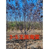 西府海棠 苗木基地种植海棠树 易栽植 3-5公分海棠树 电议价格 东北苗木 瑞鑫苗圃