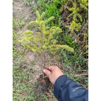 8×12的云杉杯苗 庭院街道风景造型树 东北苗木 电议价格 树形优美 园林景区护坡绿化造景工程苗